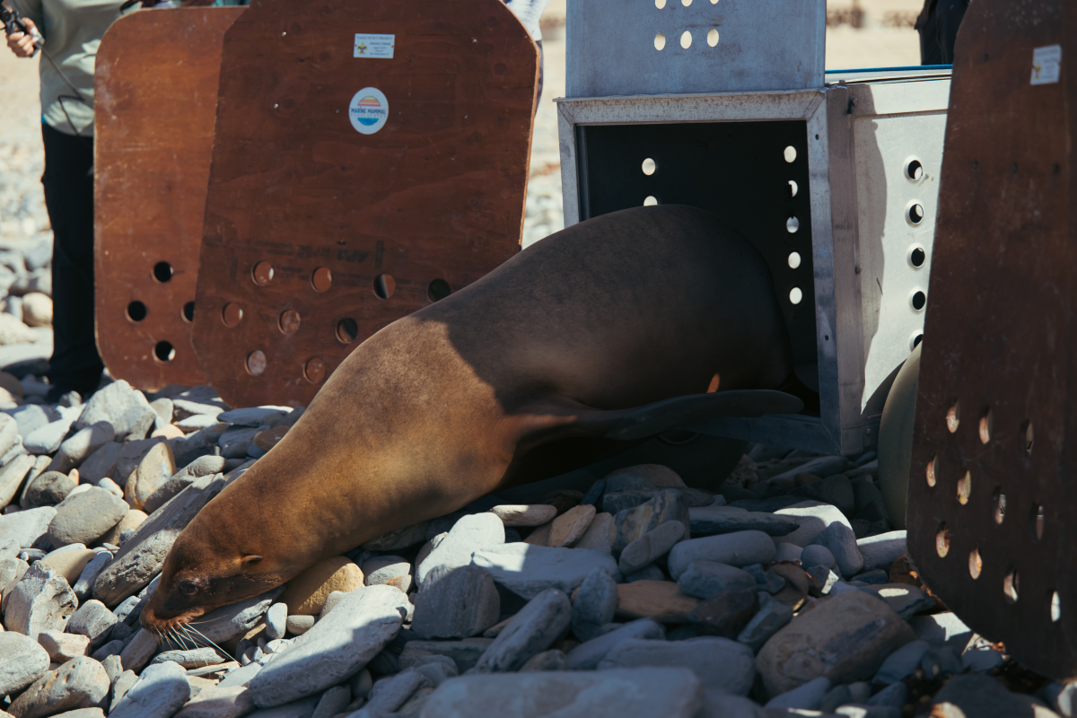 Patchouli was one of the nearly 400 animals the center took in following the algae bloom earlier this year.
