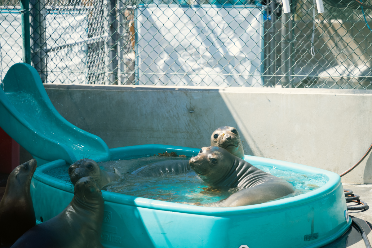 The Marine Mammal Care Center treats seals and sea lions until they can be released back into the wild.