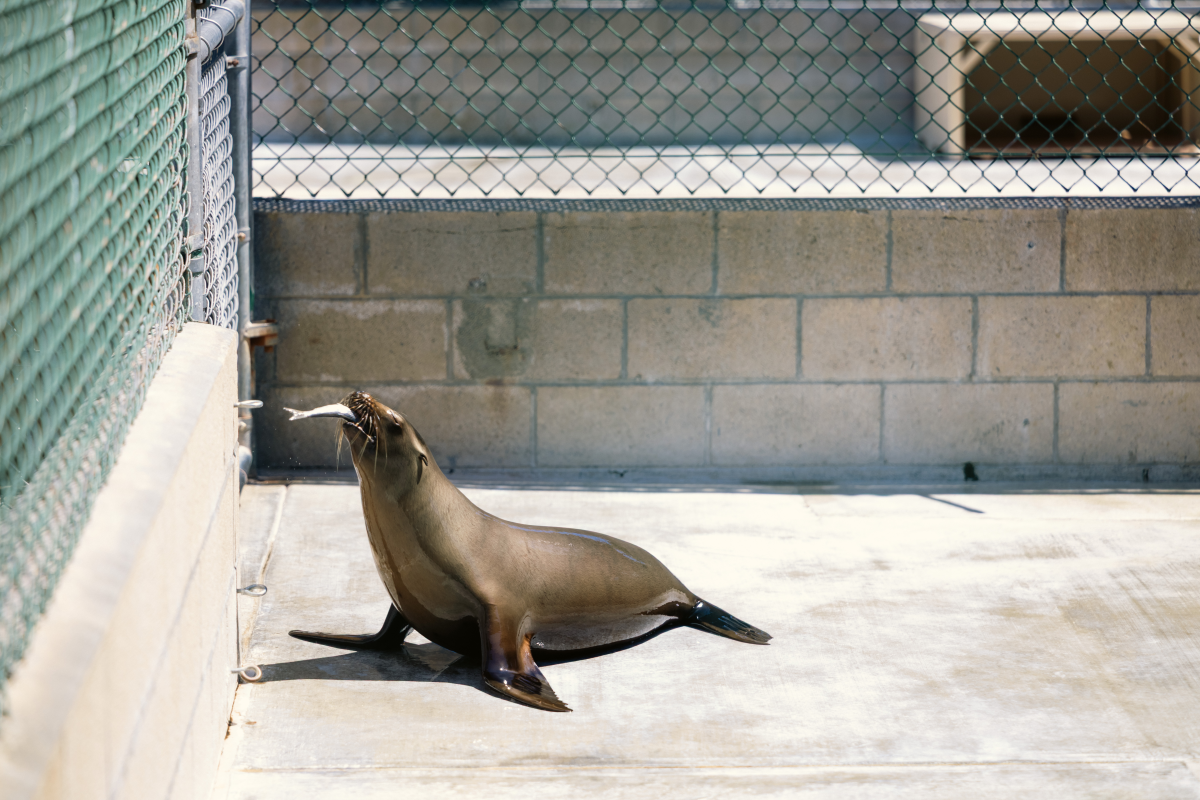 The center has cared for nearly 10,000 marine mammals since 1992.