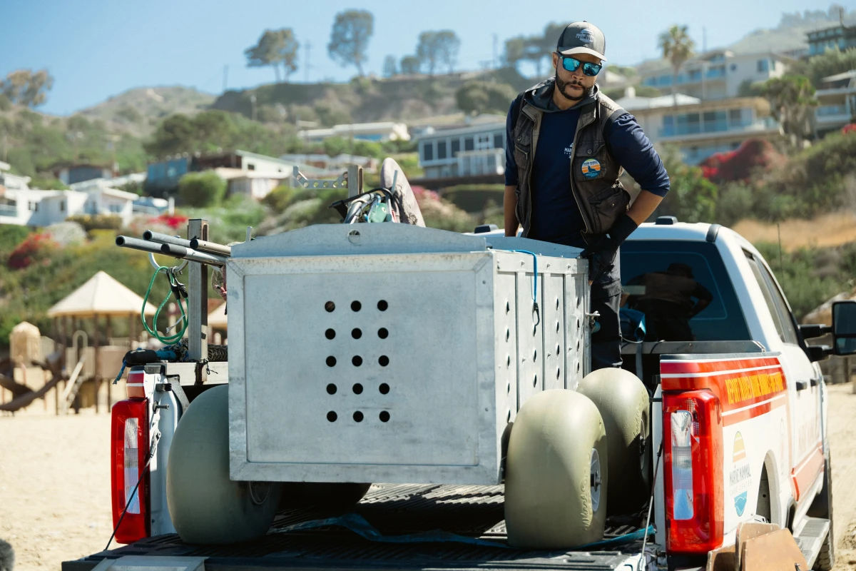 Staff at the Marine Mammal Care Center in San Pedro, Calif., prepare to release Patchouli from her crate so she could return to the wild after being in their care.