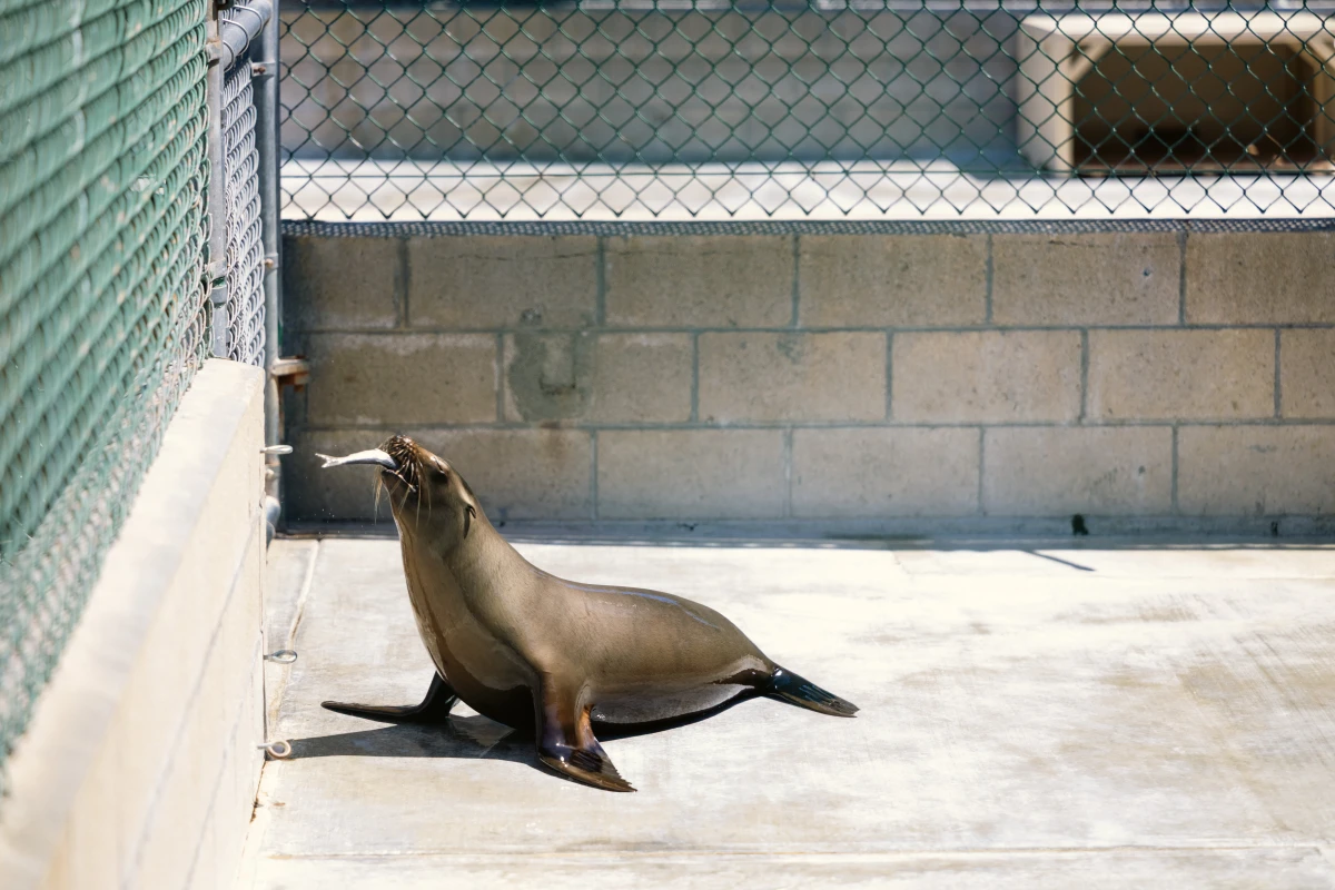 The center has cared for nearly 10,000 marine mammals since 1992.