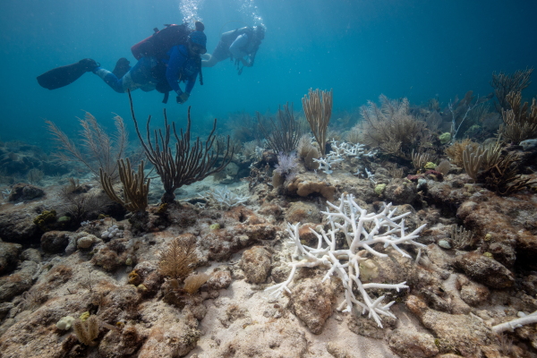 Divers with the Coral Restoration Foundation swim over bleached staghorn outplants at Horseshoe Reef in the Florida Keys in August 3, 2023. A year after the worst bleaching event ever recorded, the coral reefs off the Florida coast are slowly recovering.