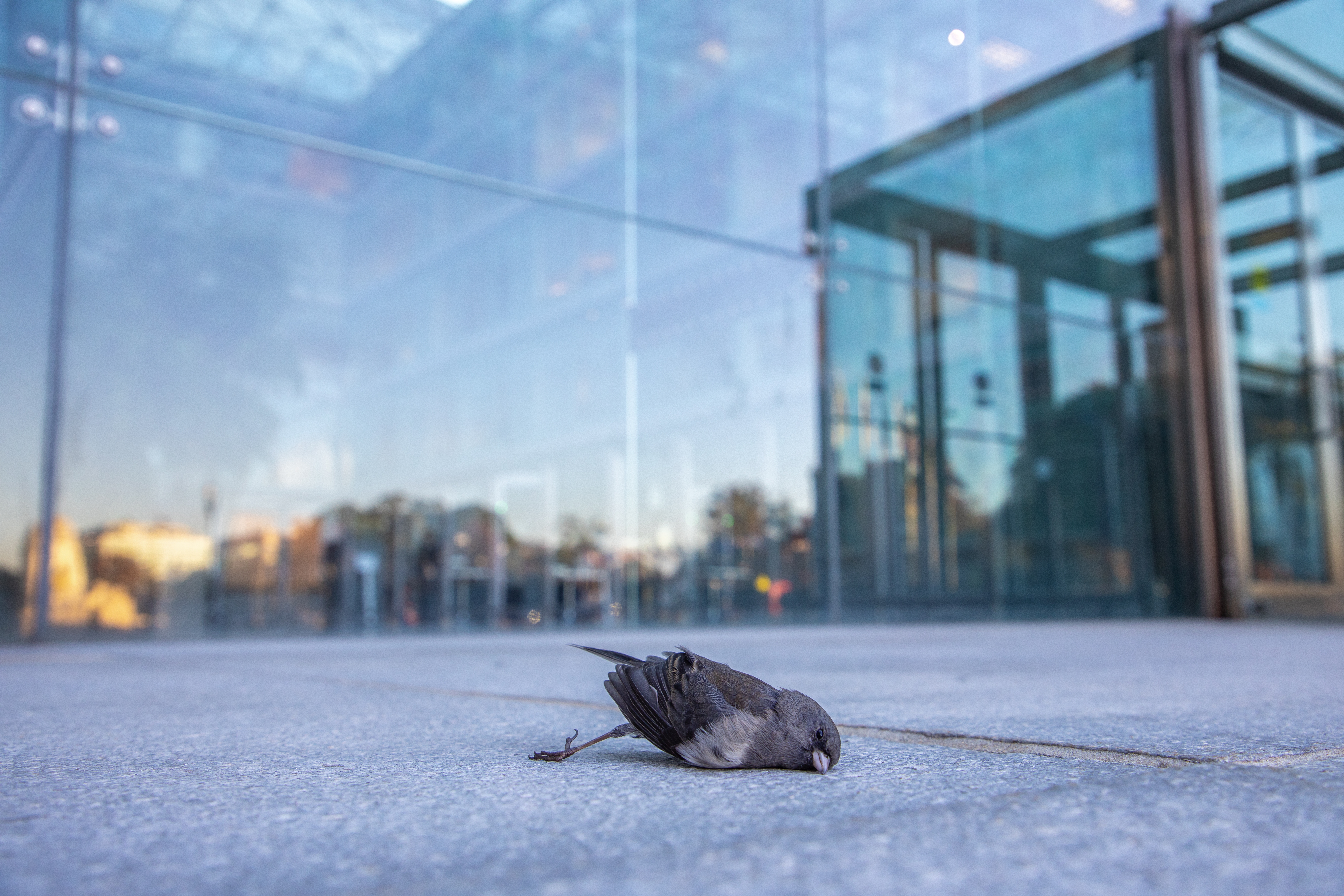 This dark-eyed junco died after colliding with a building near Union Station in Washington, D.C., on Nov. 8, 2024. The bird was collected and documented by a volunteer with Lights Out DC, a program that has been gathering data on building collisions like this one since 2010.