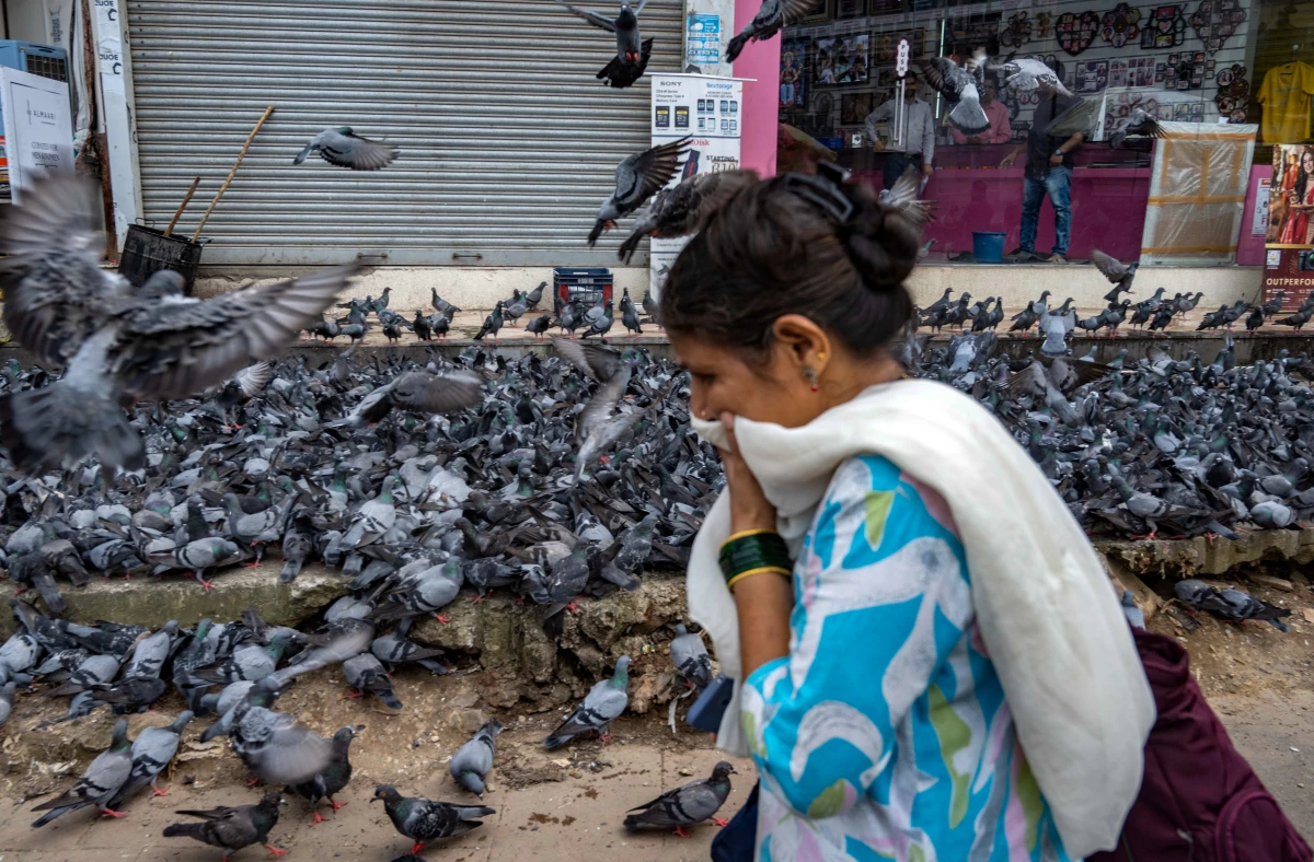 This pigeon-feeding spot in Mumbai was covered with a shed after a court ban on the practice at the city's designated areas.