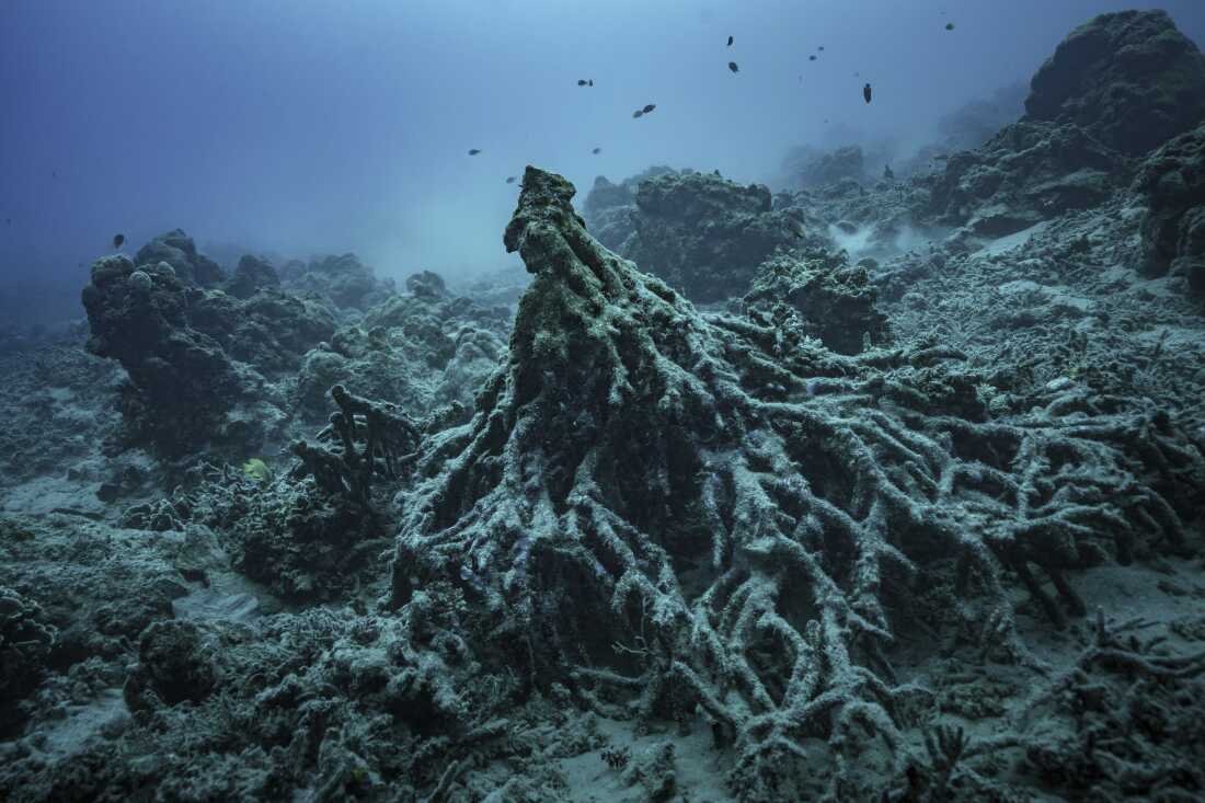 What remains of the "Tree of Life" on Sunday, July 20, 2025, is visible off the coast of Efate Island, Vanuatu, after being toppled by cyclones in 2023 and further damaged by an earthquake in 2024.