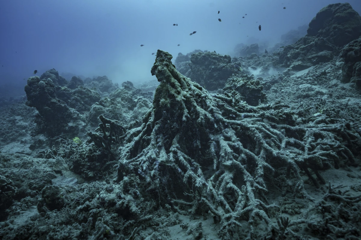 What remains of the 'Tree of Life' on Sunday, July 20, 2025, is visible off the coast of Efate Island, Vanuatu, after being toppled by cyclones in 2023 and further damaged by an earthquake in 2024.