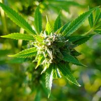 Cannabis is legal in many states but not federally. As more Americans consume weed products, concern is growing about the risks of traces of contaminants such as pesticides and heavy metals.