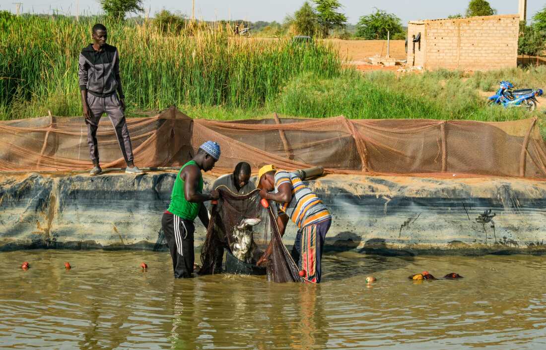 Danaga, Senegal (April 16, 2026) - Workers as part of the Station D’innovation Aquacole (SIA), gather fish that are being kept in a basin to then put them in a rice field in order to eat snails that may carry disease. The fish also fertilize the rice with their excrement, and after the rice is harvested the farmers can sell and eat the fish.