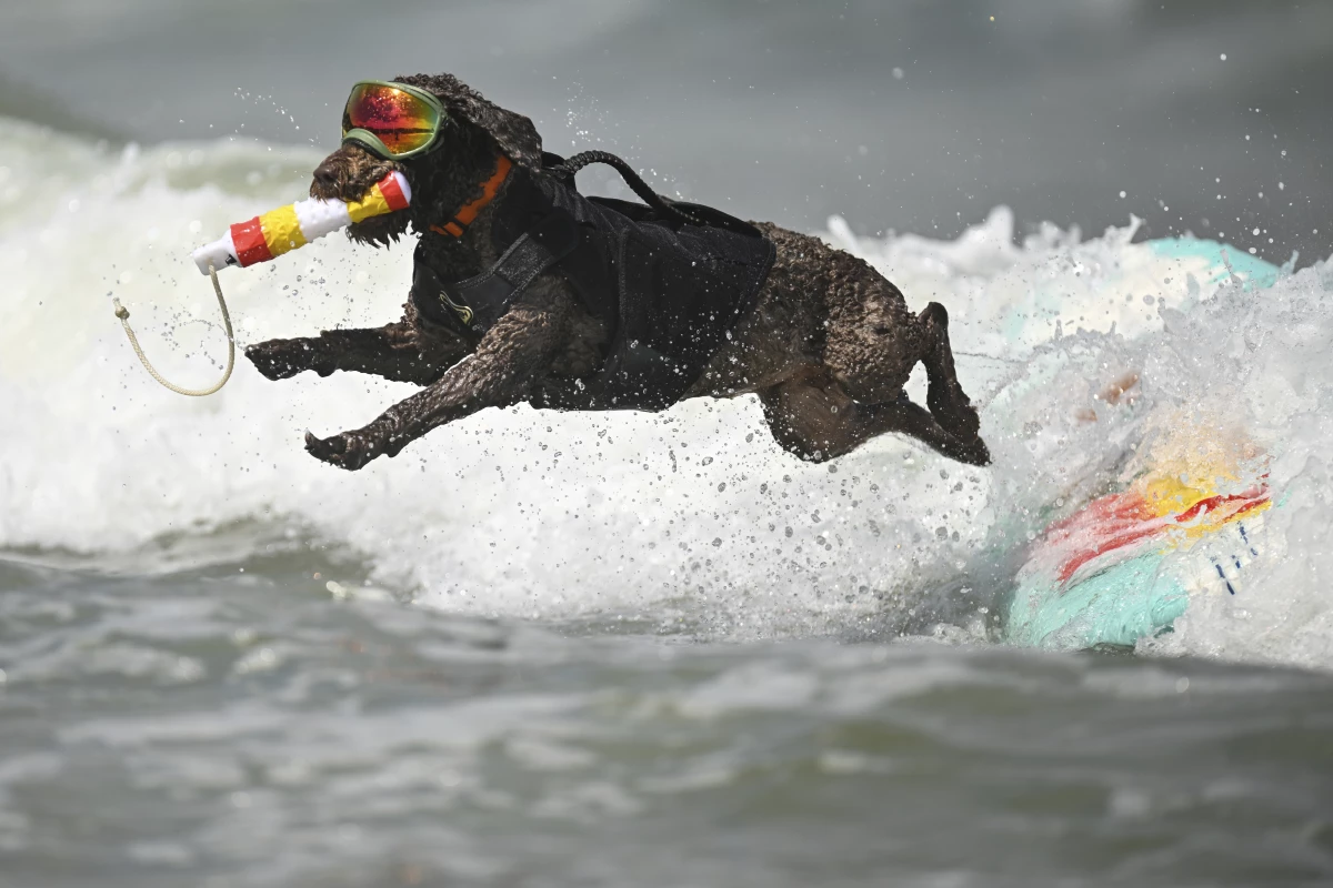 Paco the Spanish Water Dog jumps off the surf board in the second head of large dogs during the World Dog Surfing Championships Saturday, Aug. 3, in Pacifica, Calif.