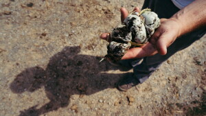 A St. Louis-based vegetable broker holds a freshly-picked handful of huitlacoche — a rare and edible fungus that grows as bulbous, grayish-black growths on ears of corn — at the Home Gardens Community Market on Monday, Aug. 24, 2026, near Fredricktown, Mo. St. Louis Public Radio has agreed not to use his name in this story because he’s afraid of losing his day job.