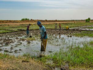 Rice fields in the Senegal River Valley.