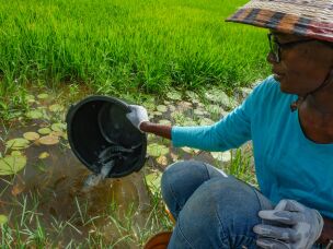 Ndeye Mbaye, part of the research team, releases tilapia into a rice field. The roughly 600 tilapia added to this field will fertilize the rice with their feces, and help feed the farmers.