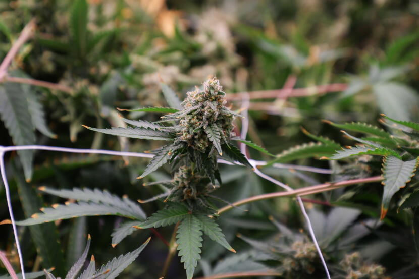 A cannabis plant at Alaska GreenWorks