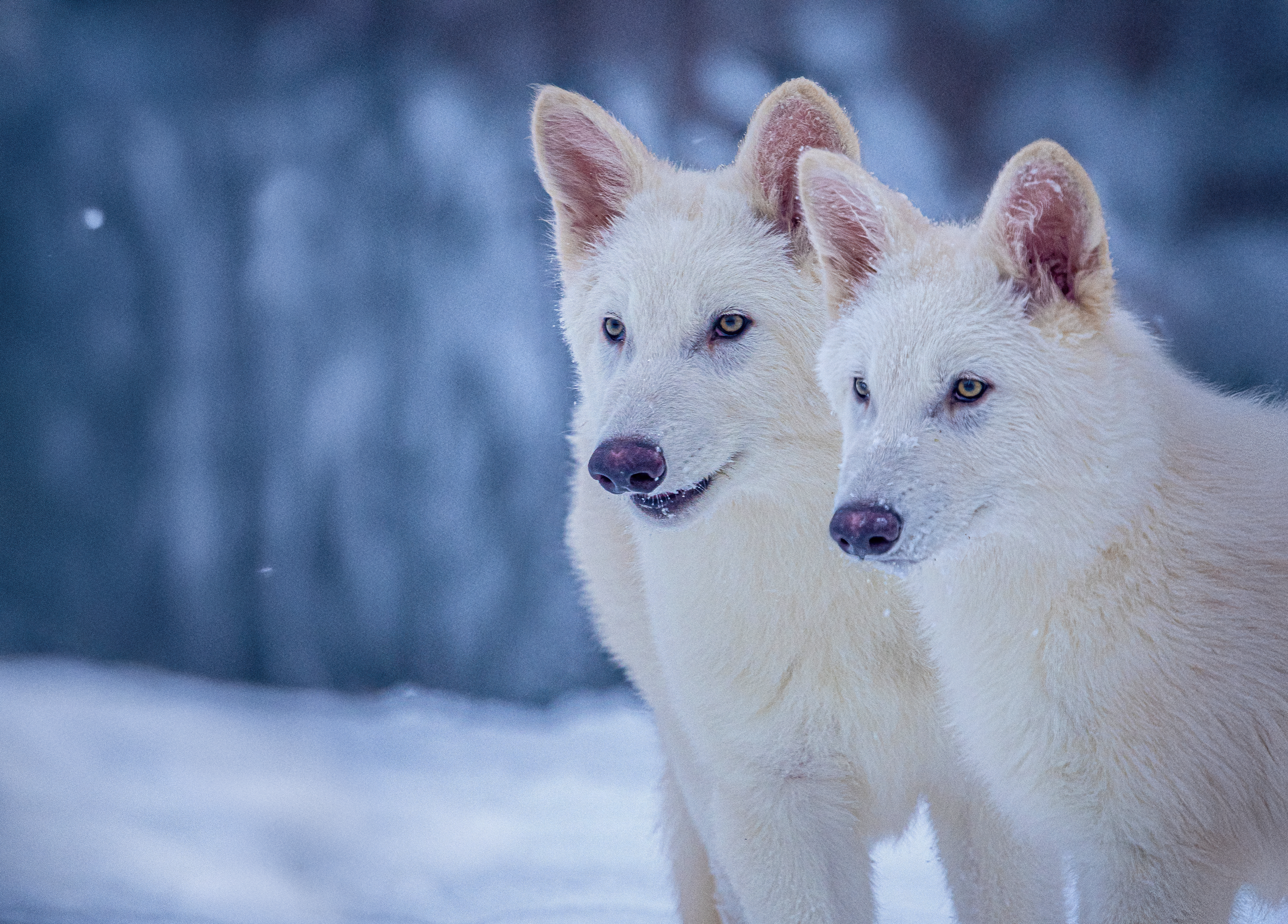 Romulus and Remus, the pups with dire wolf traits that were bred by Colossal Biosciences, are pictured at three months old.
