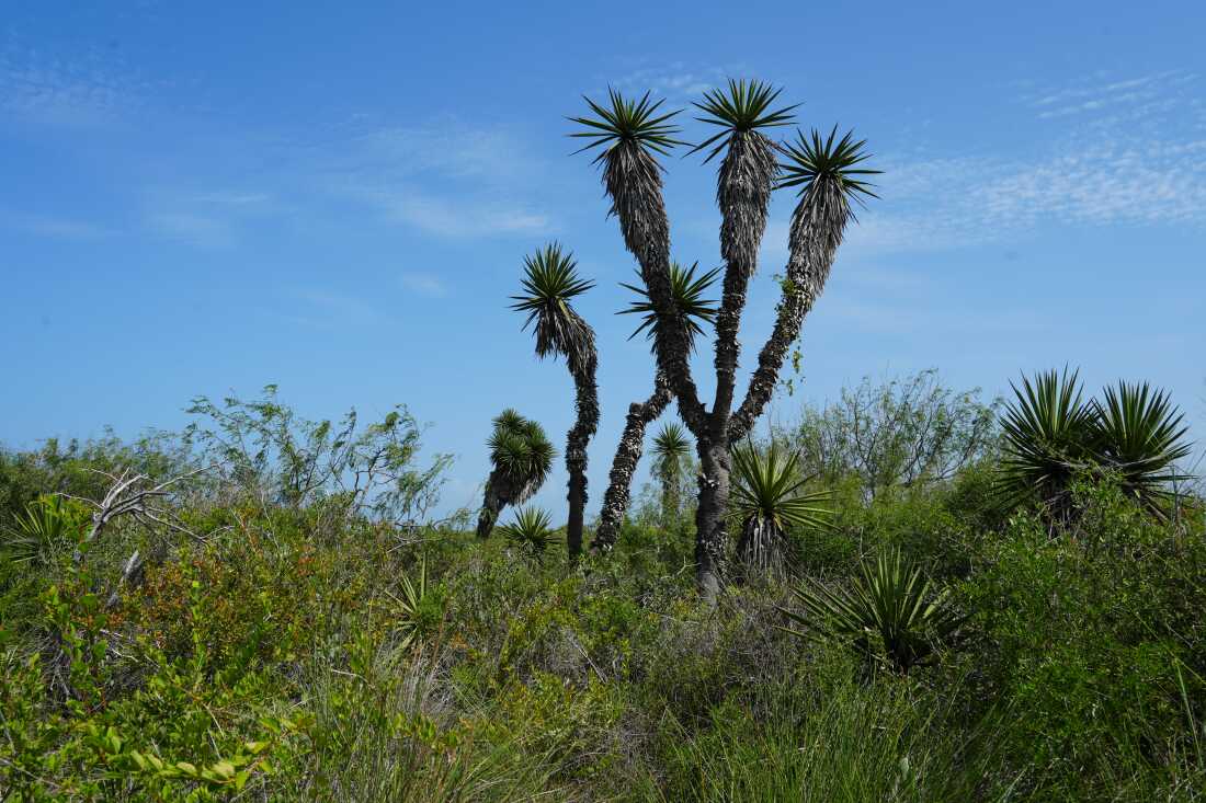 Vegetation grows in a piece of land next to the Starbase, in south Texas.
