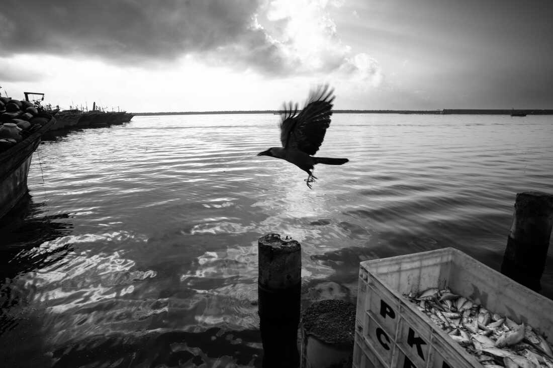 A crow flies over a crate of freshly caught fish at Kasimedu Fishing Harbour in Chennai, India. The harbor’s docks draw crows looking for fish left among the day’s catch.