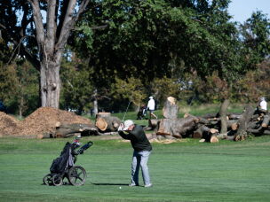 A golfer plays near some of the 430 trees that were cut down at East Potomac earlier this month.