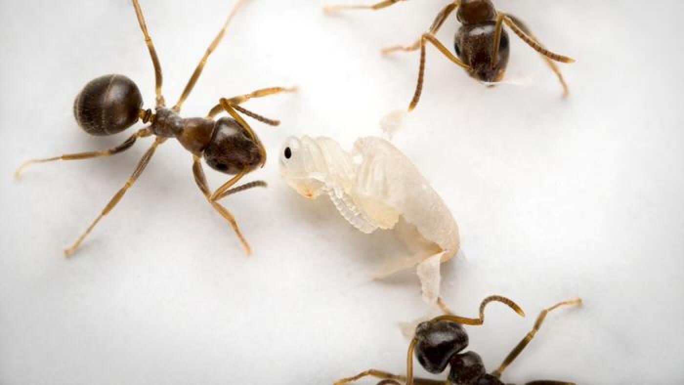 Sick young ants send out a 'kill me' scent to prevent deadly epidemics