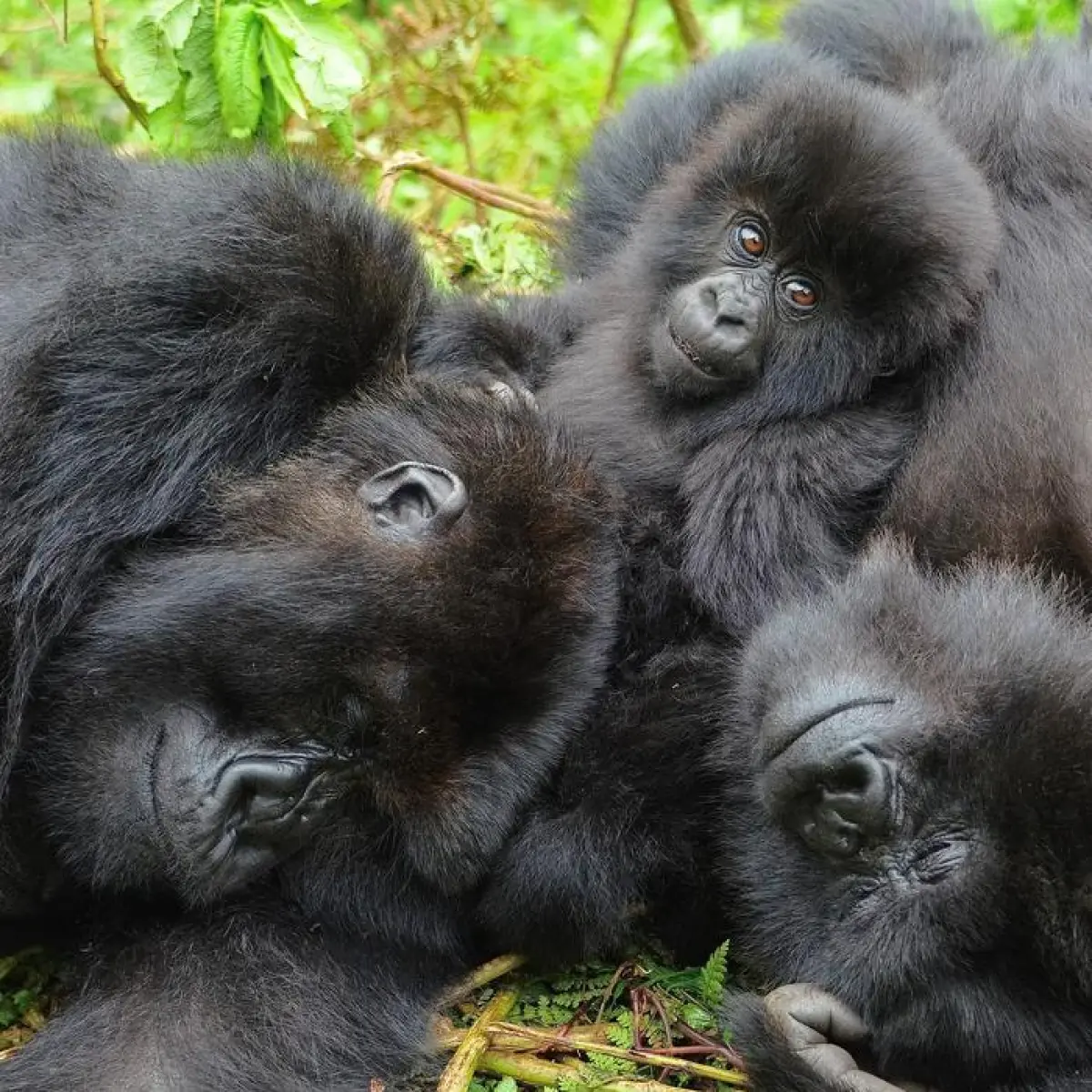 Female mountain gorillas seek out old friends when moving to a new group, a new study finds.