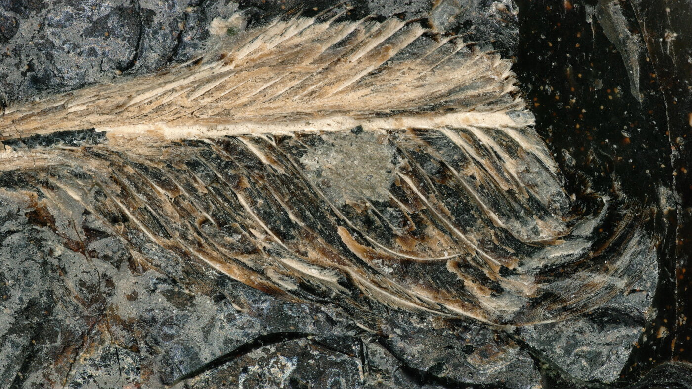 A fossil feather from the age of dinosaurs may explain why only some birds survived