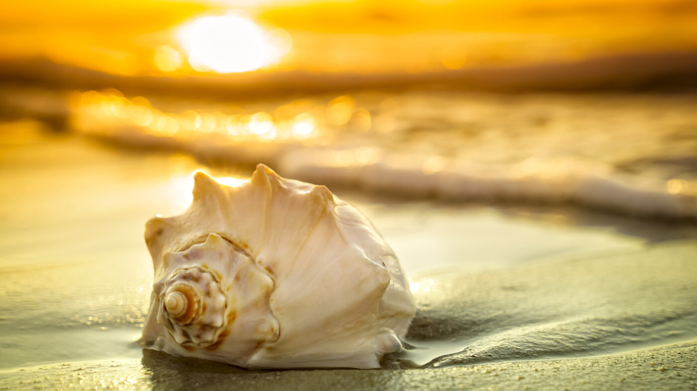 Short Wave What can seashells teach us about the health of our oceans?