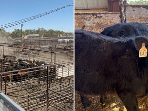 Allen Farnsworth leans in for a closer look at some cattle at the auction in Vale, Oregon. This year's calves are penned and weighed after being sold at auction