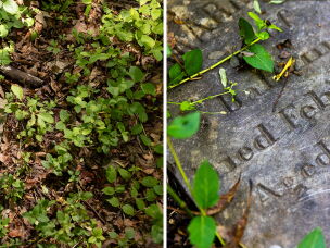 <em>Grave markers for Black youth that died while being held at the House of Reformation and Instruction for Colored Children in Cheltenham, Md. More than 230 Black boys are buried across the street from the facility, which now operates as the Cheltenham Youth Detention Center.</em>