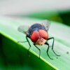 The New World screwworm is endemic in parts of Latin America and the Caribbean — and its northward spread into Mexico has alarmed U.S. officials.