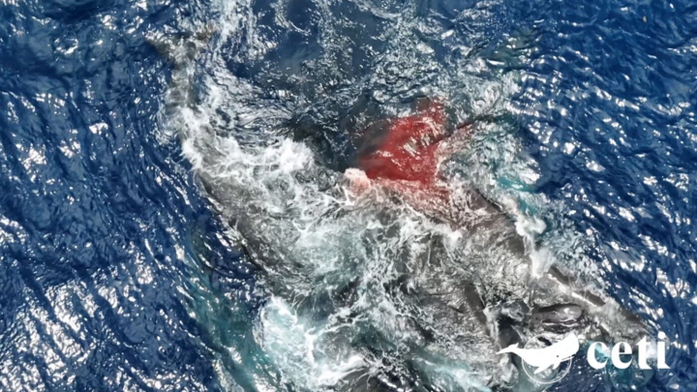 Scientists watch sperm whales work as a team to assist a birth