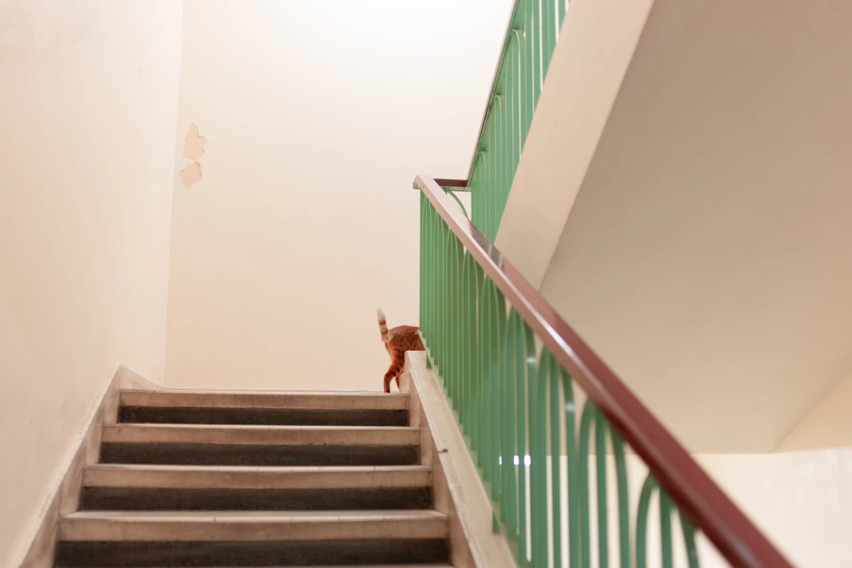 During heavy winters, and warm summers, some cats seek refuge inside building and classes across the campus of the American University of Beirut, sometimes even attending classes and lectures.
