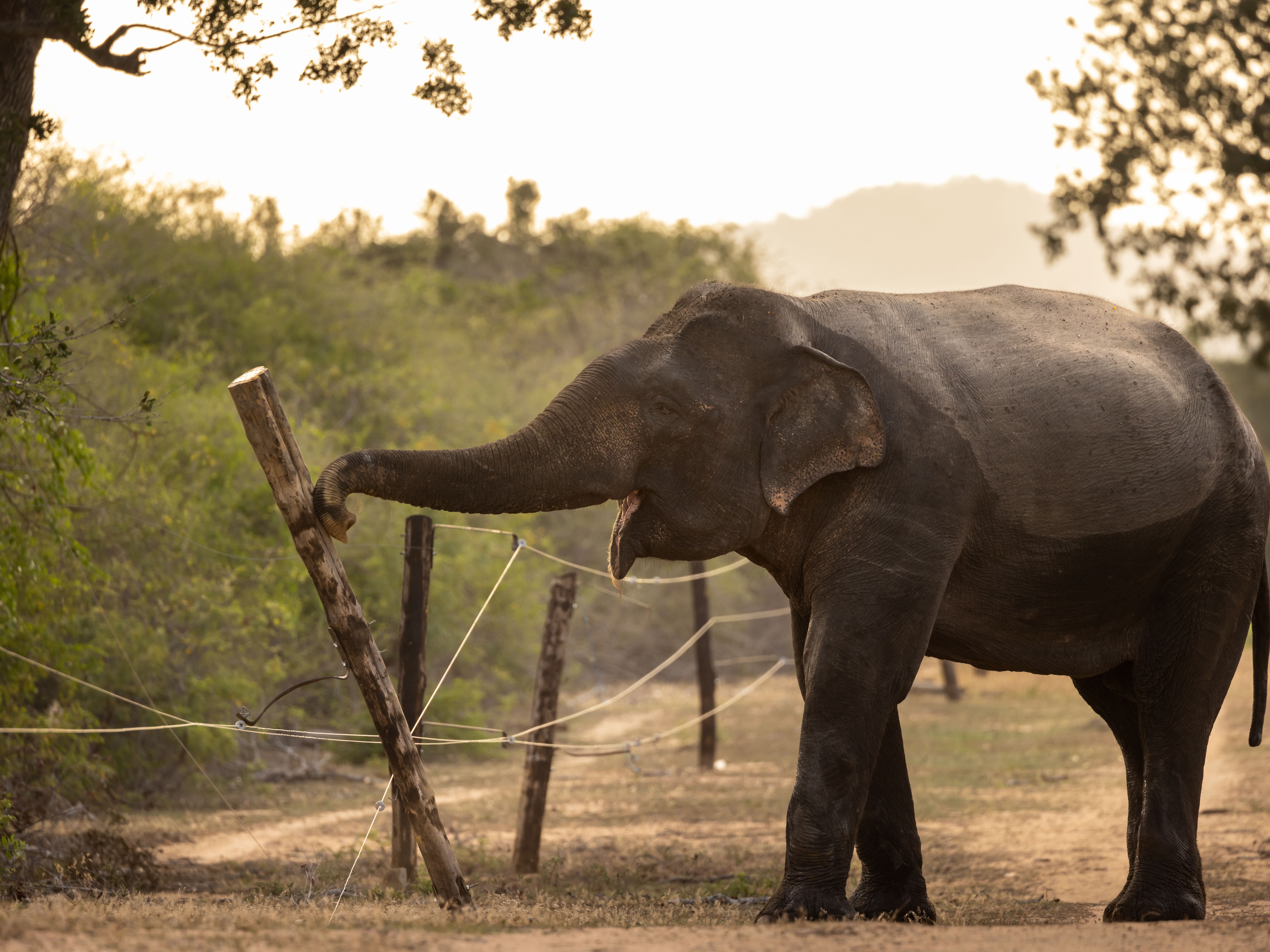 A bull male elephant is seen meticulously dismantling an electric fence inside Yala National Park in Sri Lanka. Elephants are often herded into parks to keep them from eating the crops of farmers, but the pachyderms have figured out how to manipulate the wooden fence poles to lay the wires flat and then step over them.