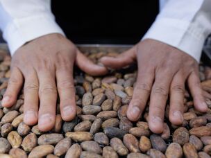 The beans are placed on a tray for roasting. This warming helps awaken the cacao into a fuller, more intoxicating version of itself.