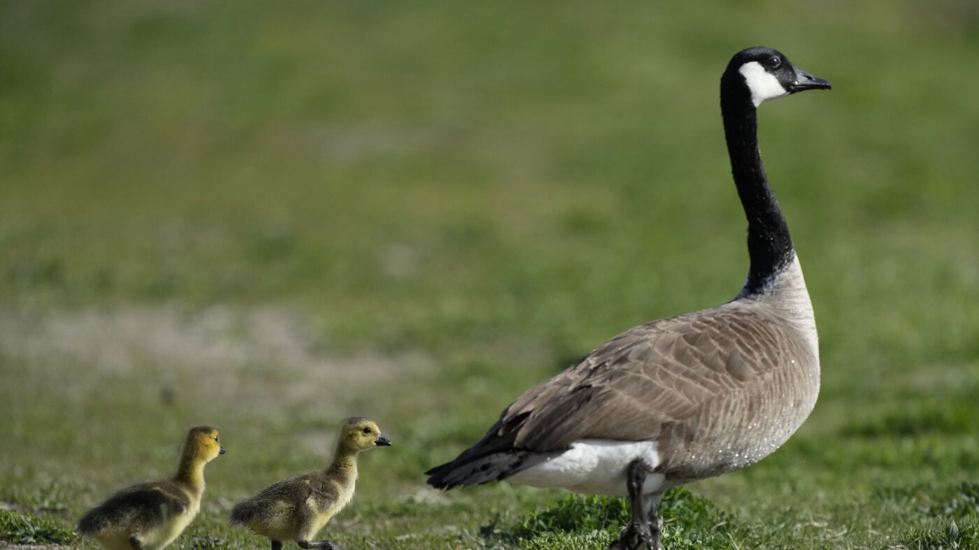 Come alongside — geese are going again to the north : NPR