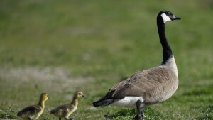 A Canada goose escorts goslings as they walk to a pond at Water Works Park, Thursday, May 4, 2023, in Des Moines, Iowa.