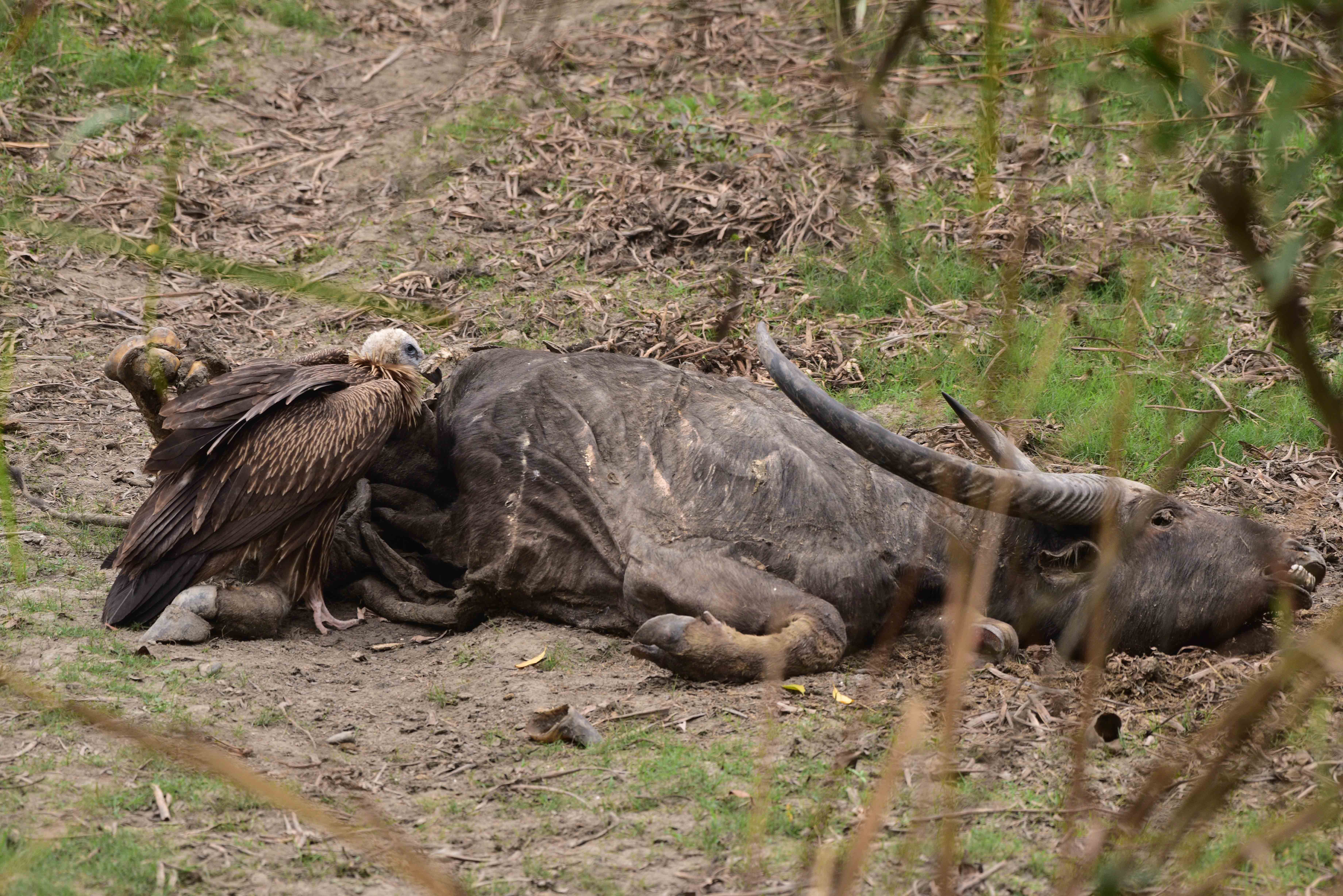 A Eurasian griffon feeds on a buffalo carcass at Kaziranga National Park in Assam, India, on March 3, 2024.
