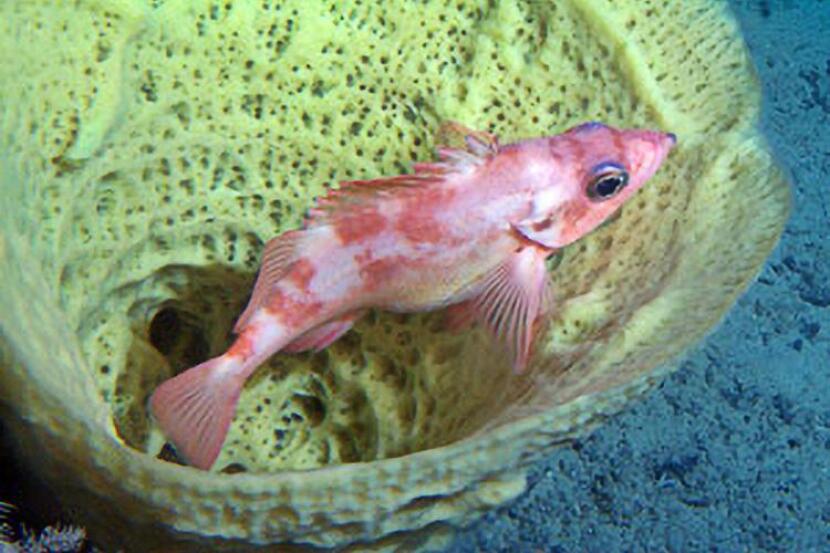 A sharpchin rockfish internally incubates its eggs while sheltering within a sponge on the seafloor off Alaska. Sponges provide important habitat for Alaska's fish populations