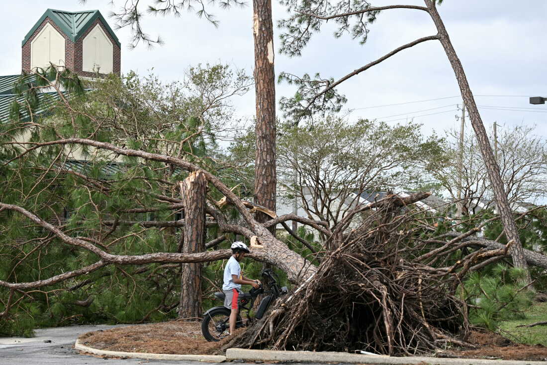 An uprooted tree is seen in Gulf Breeze, Fla., on Saturday. The southeastern U.S. faced a high risk of flooding as Isaias, weakened from a hurricane to a post-tropical cyclone, moved northward.