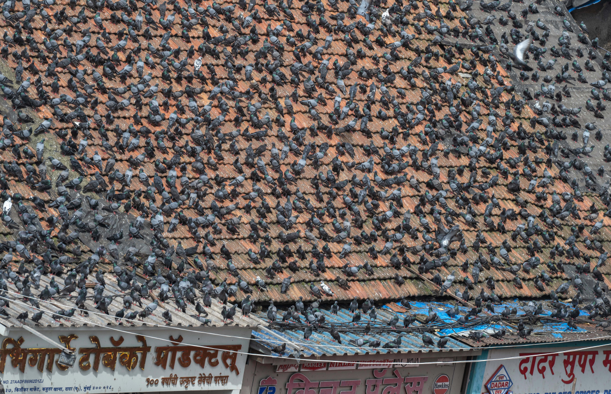 Designated pigeon feeding spots in Mumbai were covered with large plastic sheets as part of a court ban.