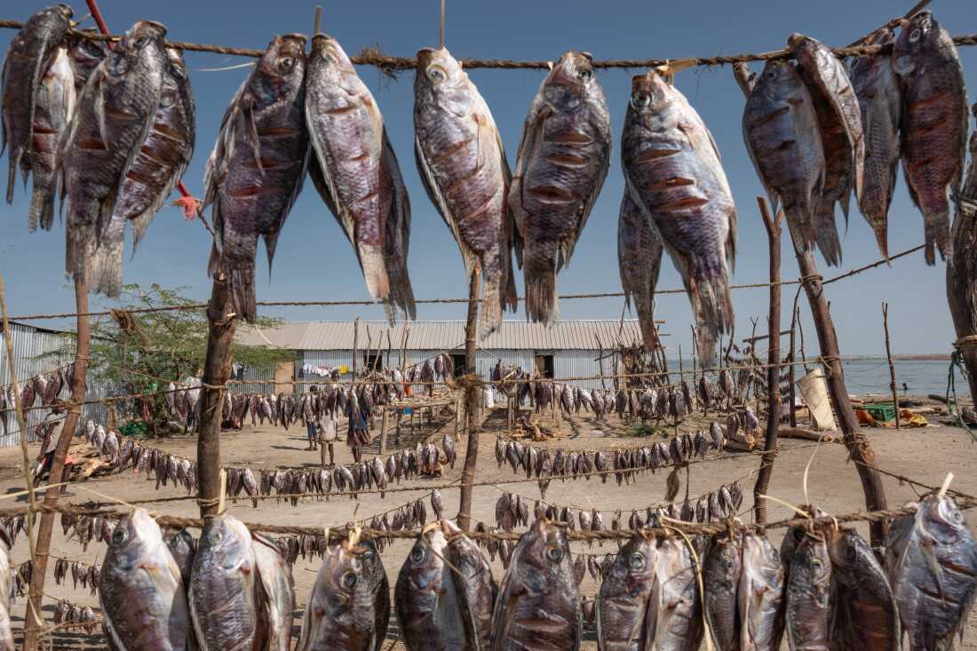 Tilapia fish hung up to dry in the fishing village of Kaolokol on the western shore of Lake Turkana in northern Kenya.