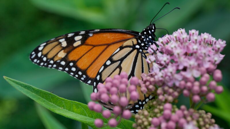 A monarch butterfly feeds on milkweed, July 15, 2025, in Chicago.