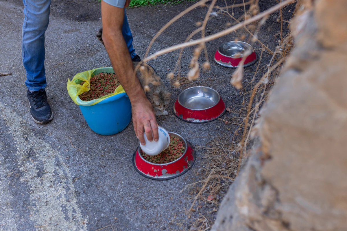 Caretaker Mohammad Kamal has a circuit of feeding stations around the campus. It takes him about an hour to feed them — seven days a week.