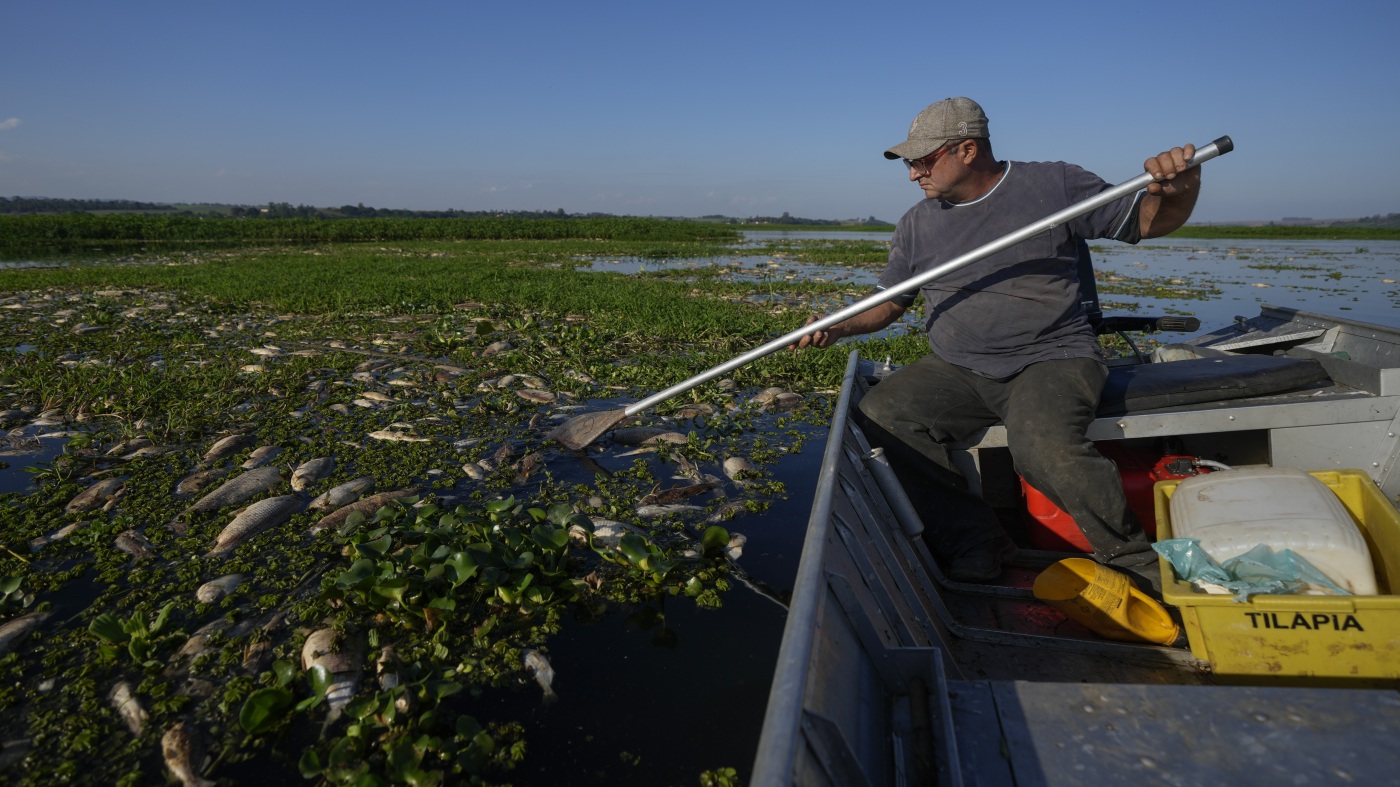 Dead fish cover Brazil river after alleged dumping of industrial waste : NPR Dead fish cover Brazil river after alleged dumping of industrial waste : NPR