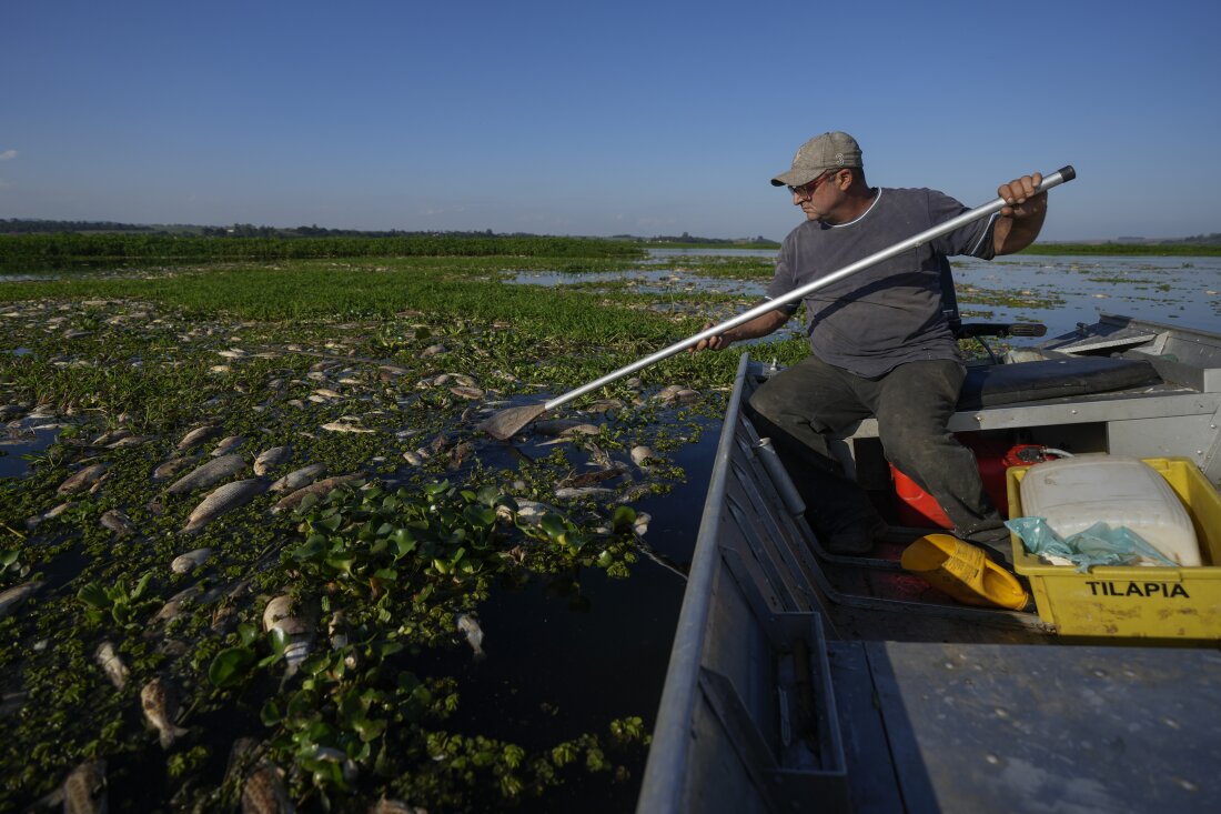 Dead fish cover Brazil river after alleged dumping of industrial waste ...