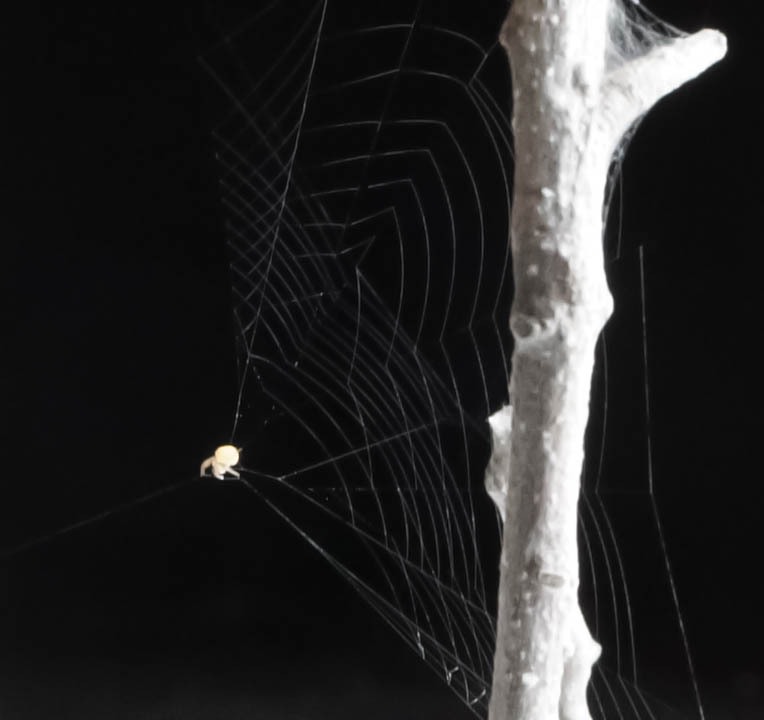 The ray spider is about the size of a grain of sand, yet it weaves a web with a twist to help it catch its prey.