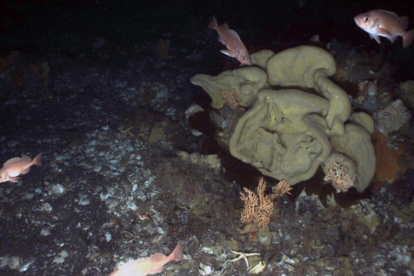 Large sponges seen in the water off the Aleutian Islands create variable habitat on the seafloor, which promotes biodiversity.