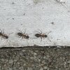 Unlike most other ants that prefer sticking to cozy places like decaying leaves or logs, the ManhattAnt seems comfortable out on busy sidewalks.
