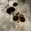 Psilocybin mushrooms ready for harvest in a humidified chamber. Researchers have shown that a dose of psilocybin can help people quit smoking.