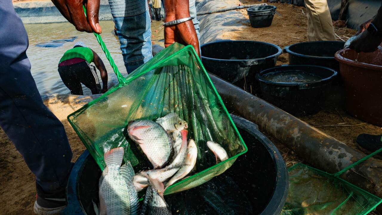 More food and money, less disease: Senegal's surprising eco-experiment podcast
