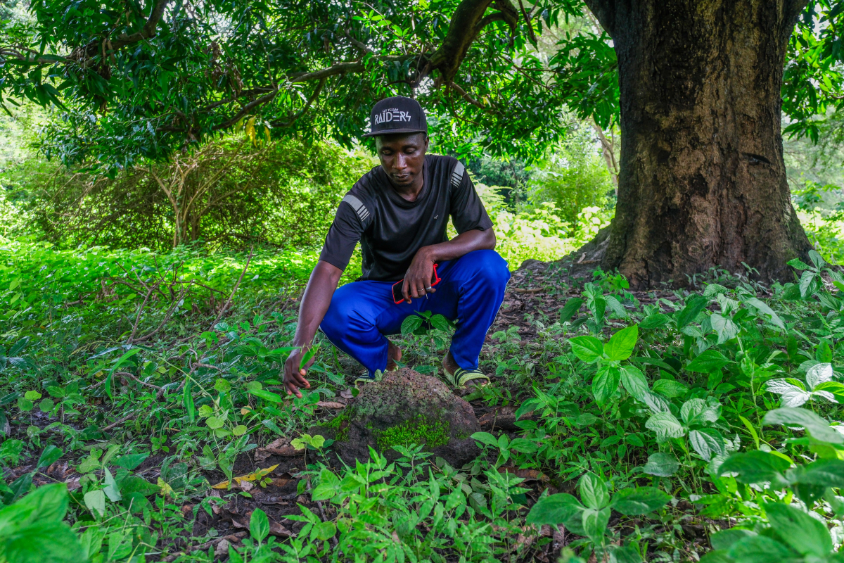 Abulai Sane shows the area where griots used to sit and perform songs that told the history of the kingdom of Kaabu. He's a son of Tombon Sane, a descendant of the last king to rule Kaabu who's been entrusted by his community to care for the site and show it to visitors.