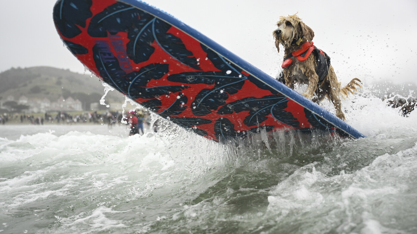 Dog Riders Club Dog Surfing World Championships: Canine Wave Riders Compete for Glory ...